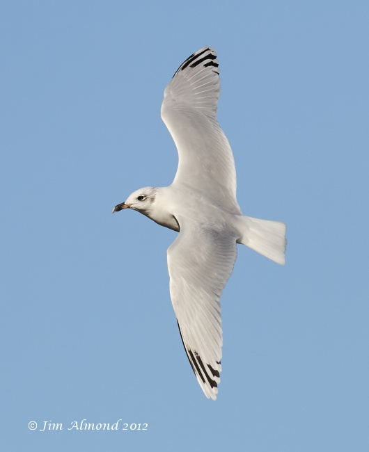 Mediterraneran Gull 2nd Winter flight  upperwing 29 9 12  IMG_0167